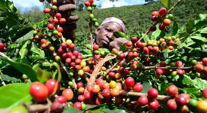 Coffee farming in Kenya. (Daily Nation)