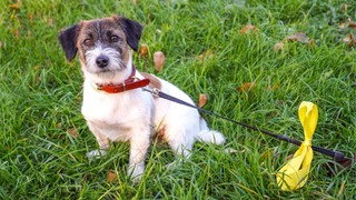 Pies jako firmowy ochroniarz? Fiskus potwierdza: wydatki można wrzucić w koszty VAT