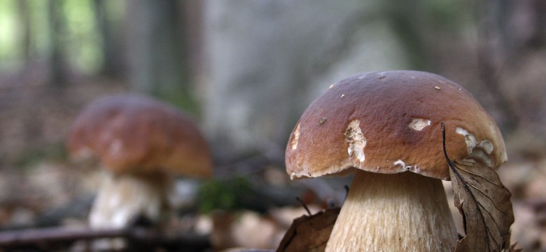 Grzyby się pocą! Ta obserwacja może pomóc w hamowaniu infekcji grzybiczych