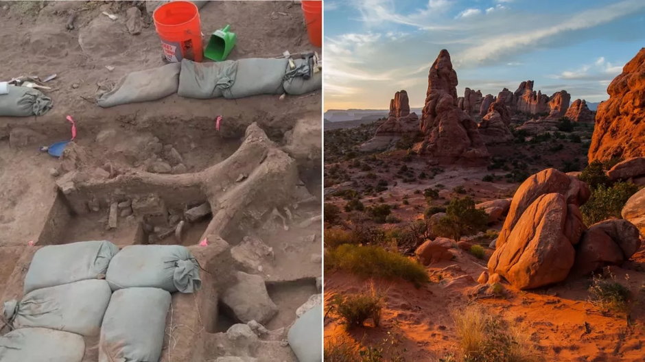 Zaskakujące odkrycie szczątków mamuta. Czy pomogą ustalić, kiedy pierwsi ludzie przybyli do Ameryki? fot. Mark Wilson/EyeEm/Getty Images