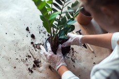 Liście zamiokulkasa robią się żółte? Musisz zmienić jedną rzecz