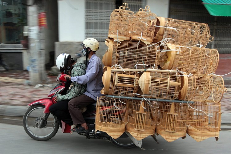 Wietnamski motocyklista wiezie klatki dla ptaków