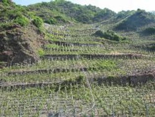 Handel ludźmi i głodowe pensje to największe problemy w europejskich winnicach