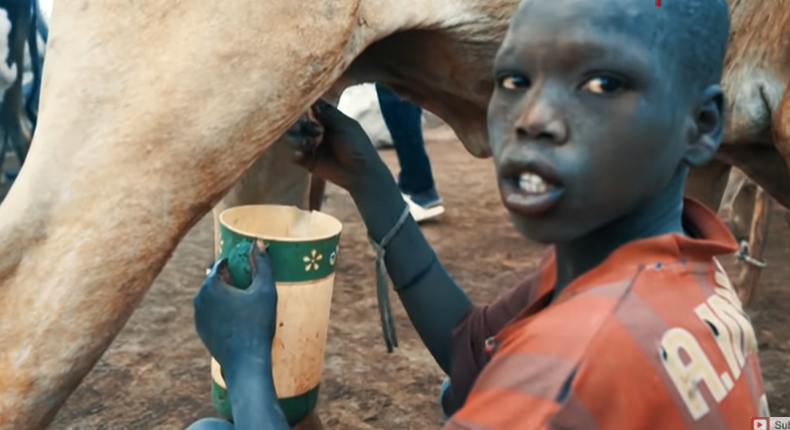Meet The Mundari Tribe Of South Sudan Where People Bathe With Cow Urine Pulse Nigeria