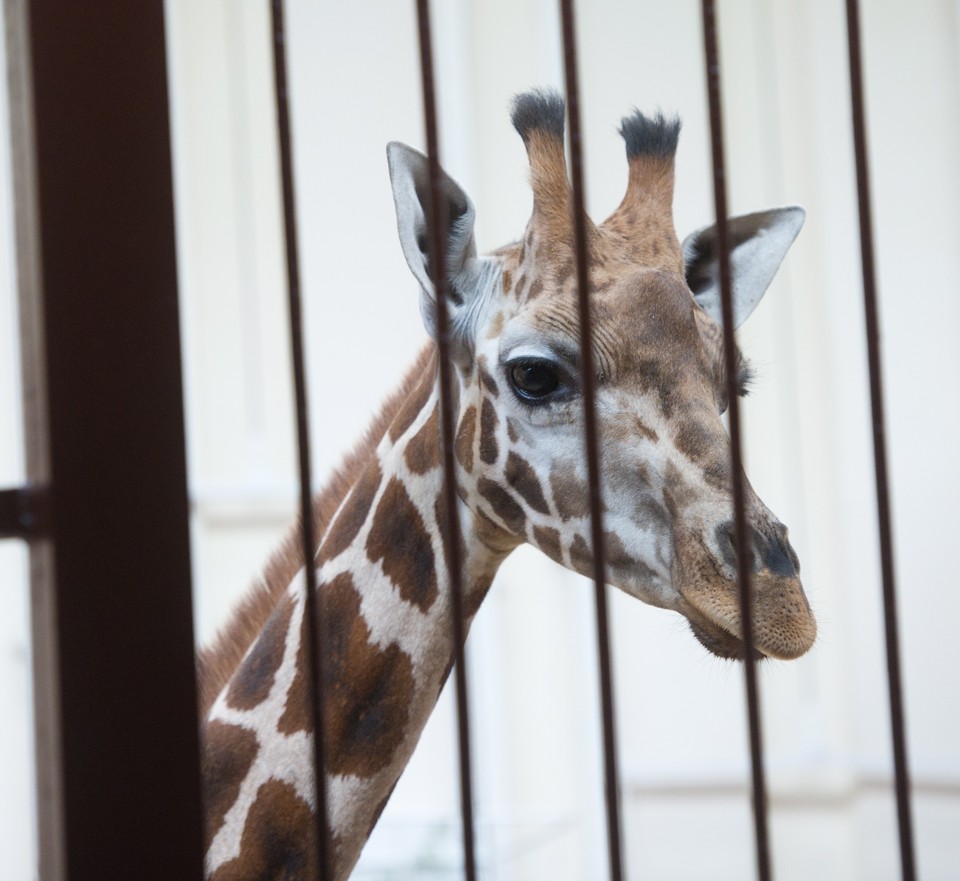 Nowa żyrafa w łódzkim  ZOO, fot. PAP/Grzegorz Michałowski