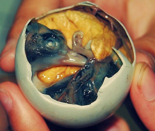 Balut [WinchesterFoodTour]