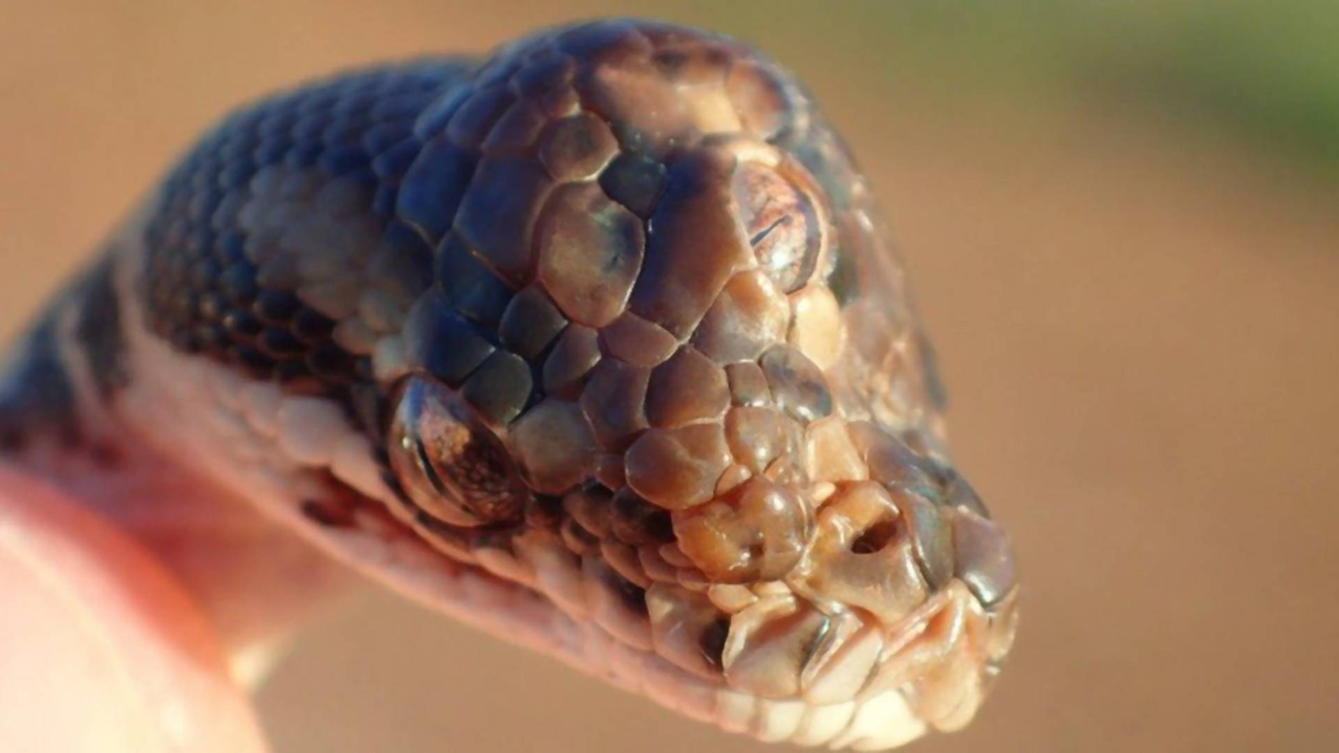 Háromszemű kígyót találtak egy autópályán