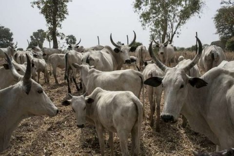 No ‘Ruga’ in South-East, South-South, says Gov. Umahi of Enugu [NAN]