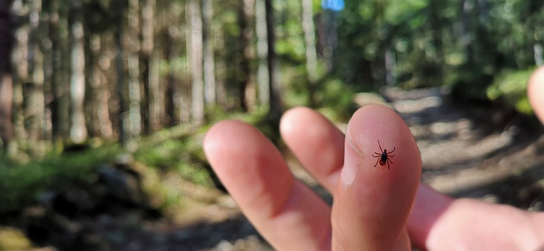 Te rośliny i zapachy odstraszają kleszcze. Upewnij się, że masz je w ogrodzie
