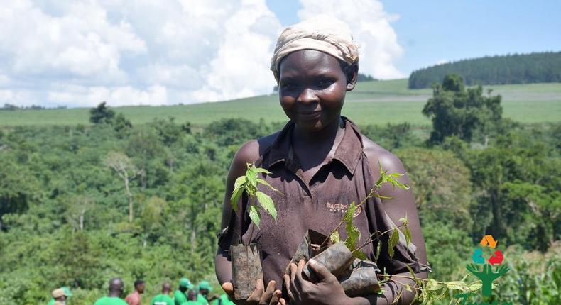 Courtesy picture from the 2023 World Biodiversity Day tree planting in Mabira Forest by the Taasa Obutonde partners led by Next Media