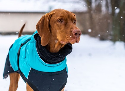 Hogyan tehetjük biztonságossá és komfortossá a telet a kint tartott kutyák számára? című cikk nyitóképe