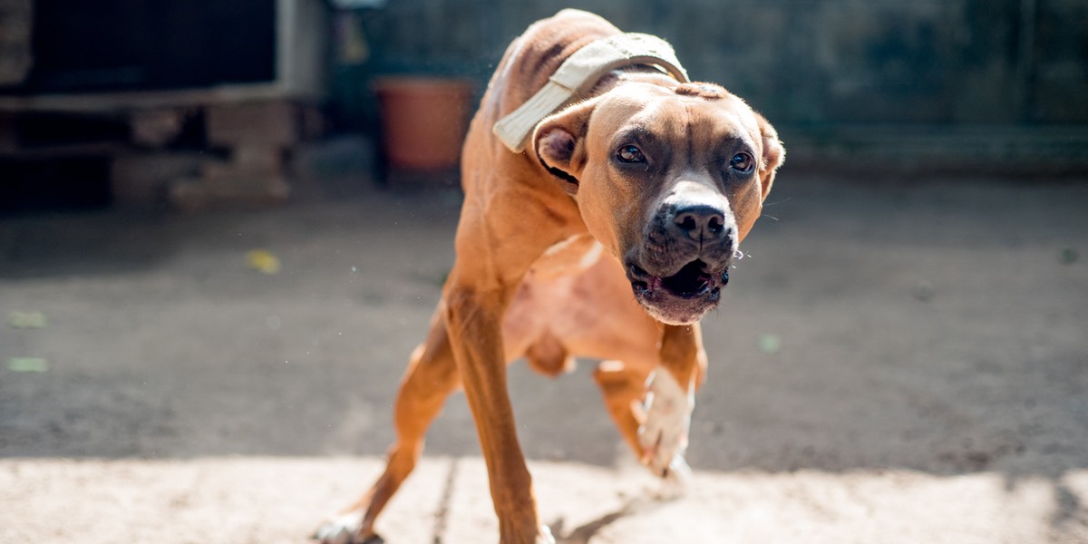 Amstaff zaatakował roczne dziecko. 