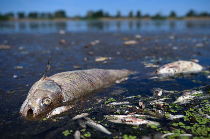 Kostrzyń nad Odrą - koszmarny widok rzeki pełnej śniętych ryb. Przyczyn wciąż nie znamy