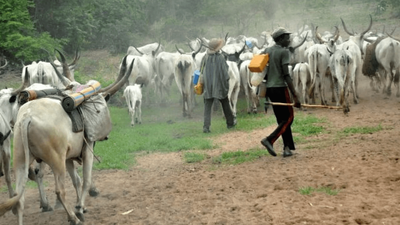 Police recover unspecified number of missing cows in Kano. [TheCable]