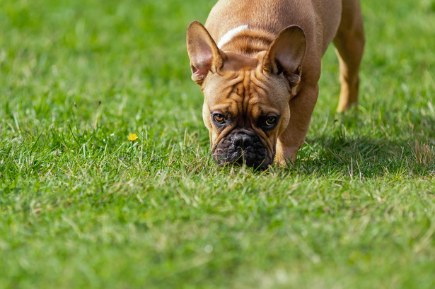 Podjadanie trawy przez psy jest zachowaniem odziedziczonym po ich przodkach