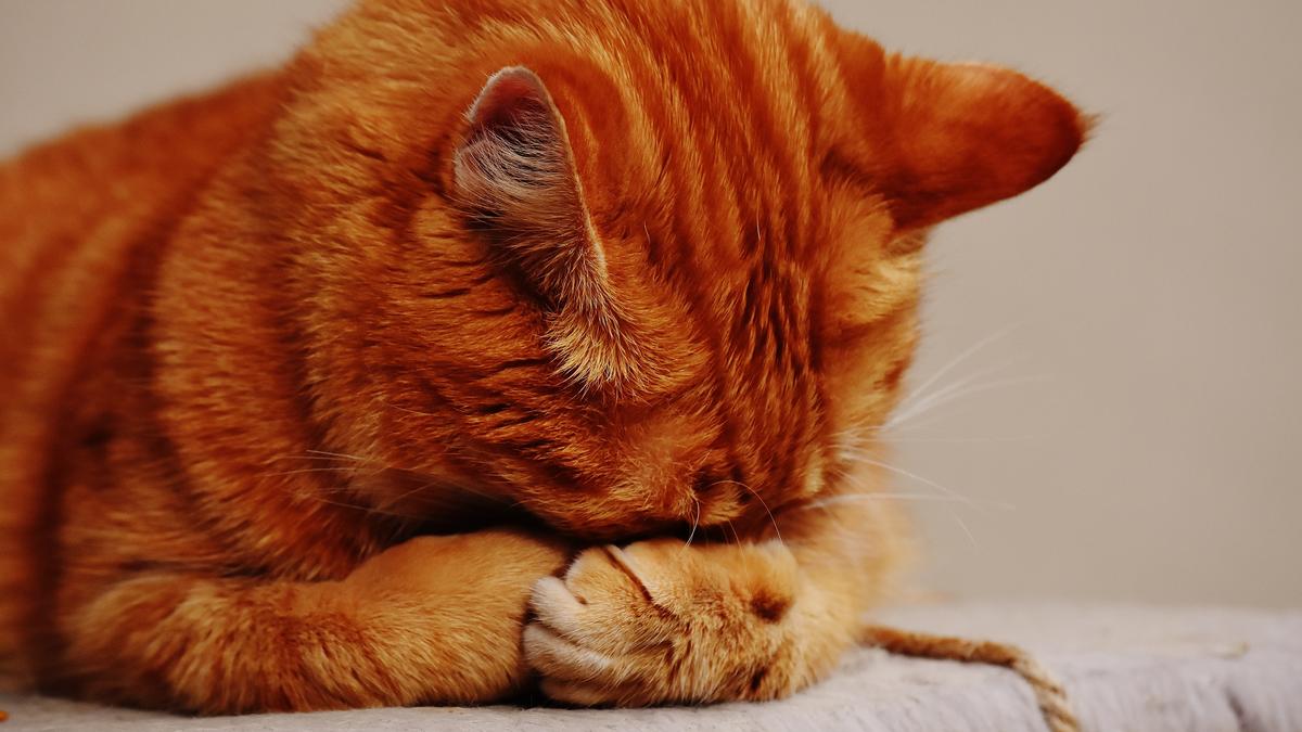 Brutális állatkínzás Várpalotán: nyílvesszővel lőttek át egy macskát –  felkavaró fotók - Blikk