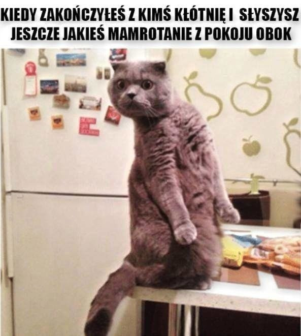 Najlepsze memy o kotach