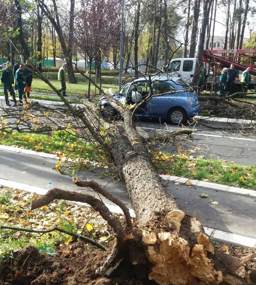 Drveće padalo i po saobraćajnicama