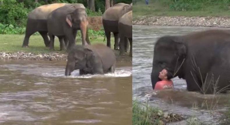 Images of elephant as he tries to save its trainer.