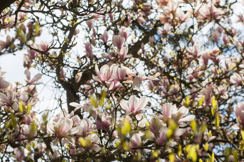 W kórnickim arboretum zakwitły magnolie