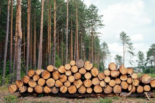 Istnieje duży potencjał dla wykorzystania drewna w budownictwie