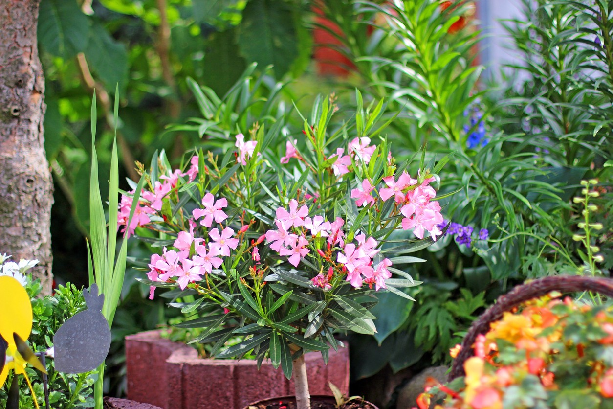 Počas horúcich dní môže oleander potrebovať vodu dokonca dvakrát denne.