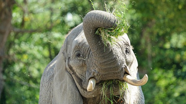 Święto słonia w warszawskim zoo
