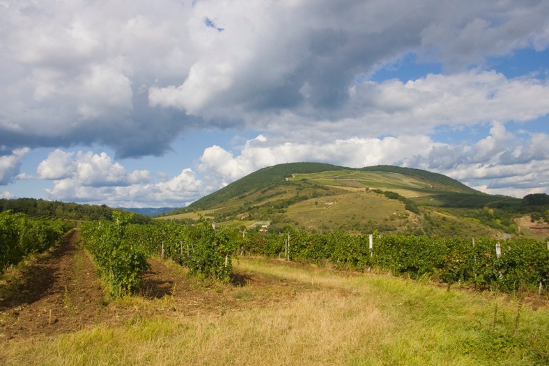 Winnice wokół Egeru