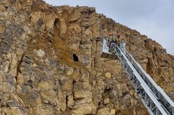 Nowy Staw: Pies utknął na wysokości 17 metrów. Na pomoc ruszyli strażacy