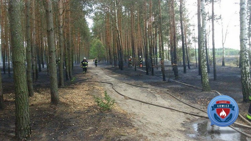 Pożar lasu w powiecie Łowickim