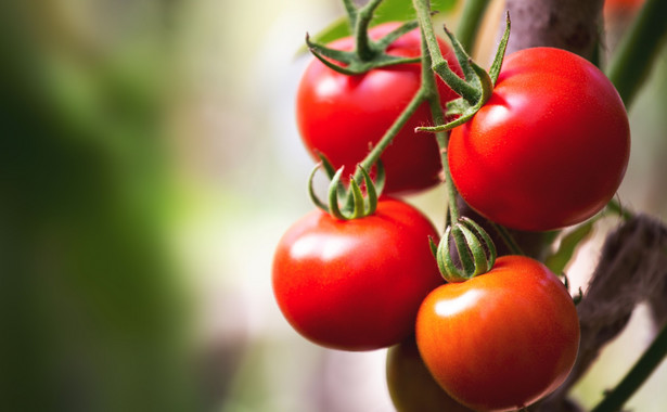 Pomidory i inne owoce i warzywa giną z hiszpańskichplantacji