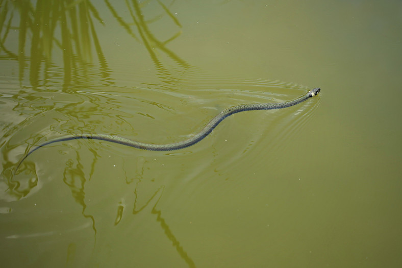 Zaskroniec zwyczajny (Natrix natrix)