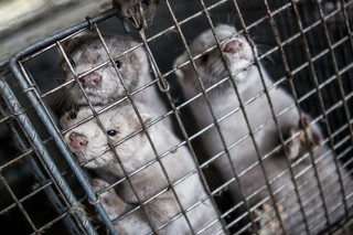 Europa zakazuje hodowli zwierząt futerkowych. Co dzieje się na polskich fermach?