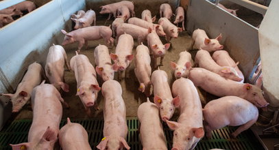 Zaskakujący zwrot akcji w Niemczech. Radykalny spadek ubojów świń 