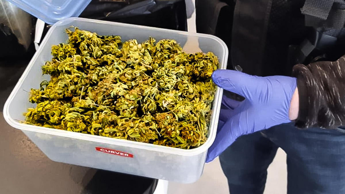 Wielkopolska: Policjanci przejęli 127 kg marihuany wartej ok. 7 mln zł