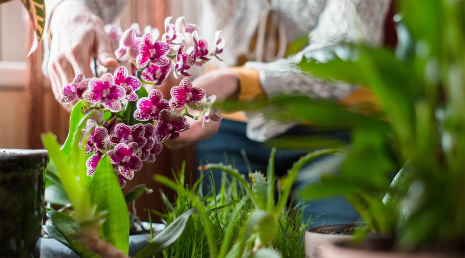 Beindul az orchidea! Fotó: Shutterstock