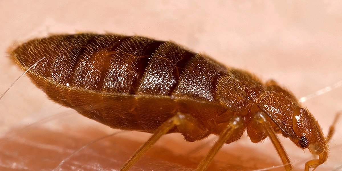 pluskwa Cimex lectularius