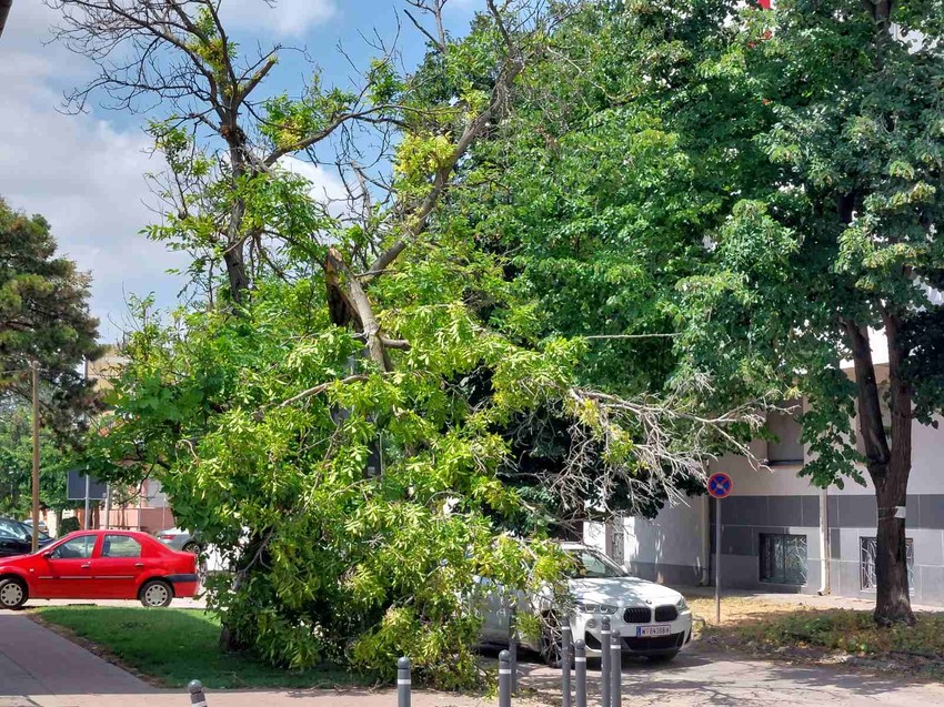 Porušeno drveće u brojnim ulicama