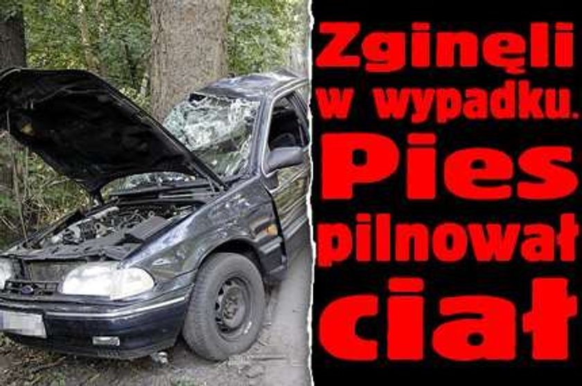 Zginęli w wypadku. Pies pilnował ciał