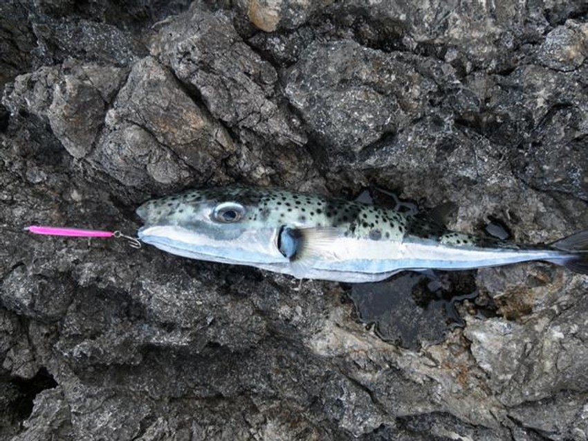 Lagocephalus sceleratus