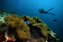 Miękkie łąki Anemonów (tych, w których mieszkał Nemo) na Anemonee Reef