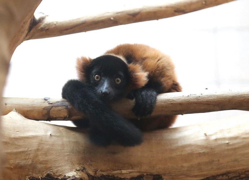 To urodziło się w ZOO