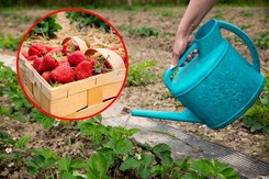 Wylej ten tani nawóz pod truskawki. Składniki masz w kuchni, a owoce będą przepyszne