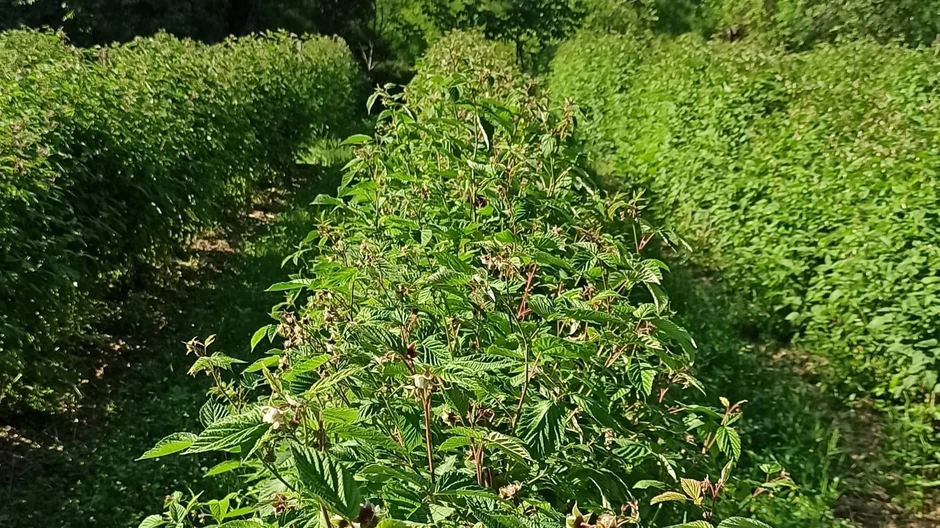 U malinjacima u valjevskom kraju berba je počela znatno ranije nego što je uobičajeno