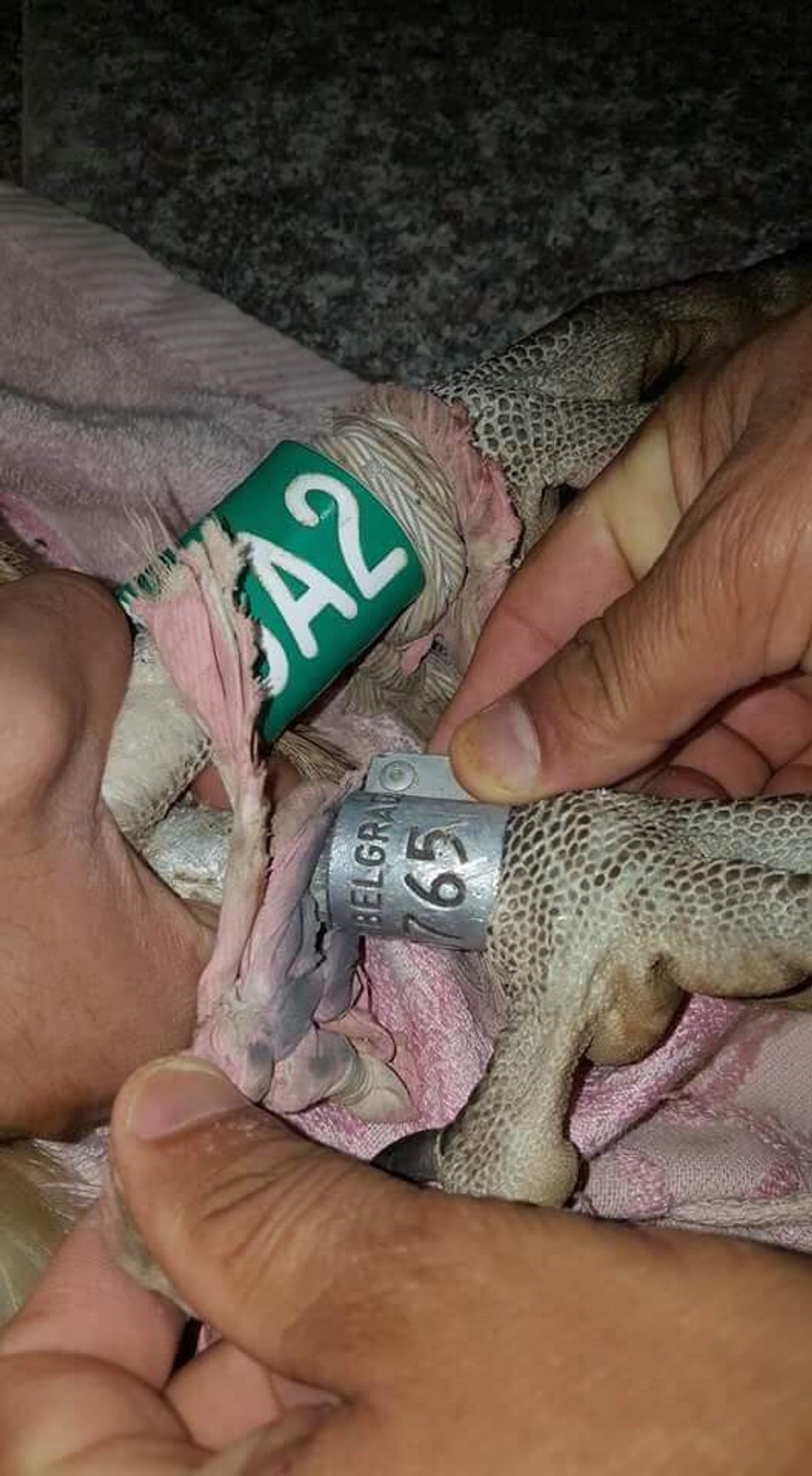 Sadama je markirao ornitolog dr Saša Marinković