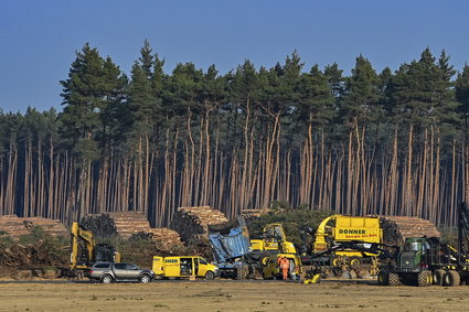 Budowę fabryki Tesli pod Berlinem wstrzymują... dzikie węże