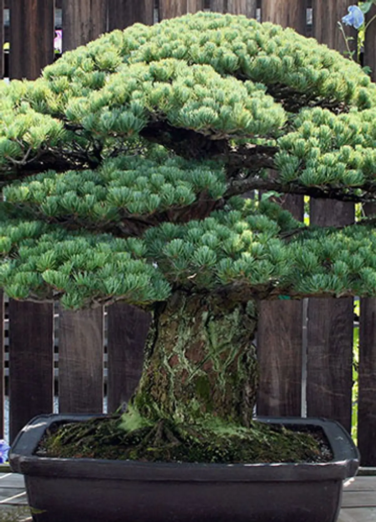 Drzewko bonsai, ktre ma prawie 400 lat i przetrwao wybuch bomby atomowej  - Noizz