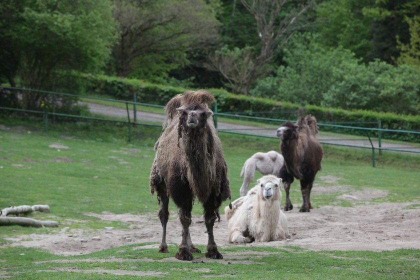 Wielbłądy w gdańskim zoo