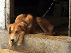 Kradł psy, zabijał je i przetapiał na smalec