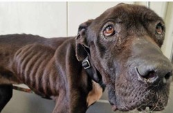 Ze schroniska do piekła. Członkini związku kynologicznego przedstawiono zarzuty